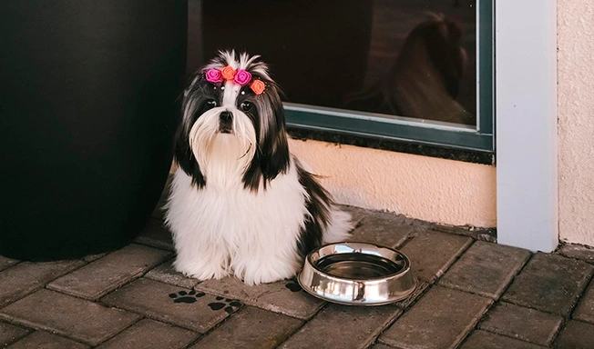 24-pet_652x384